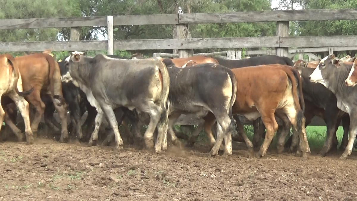 Feria Regional Central Chaco ─ lote 02.2