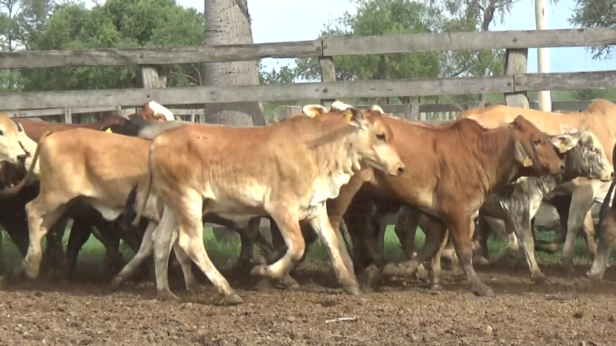 Feria Regional Central Chaco ─ lote Lote 02 – N° insp. 6062