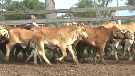 Lote 02 – N° insp. 6062