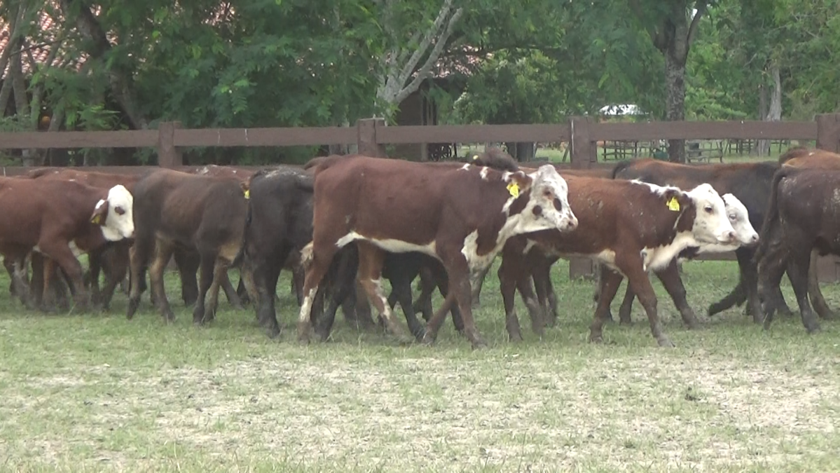 Feria 391 CEA & EVERDEM â lote Lote 03 – N° insp. 6134