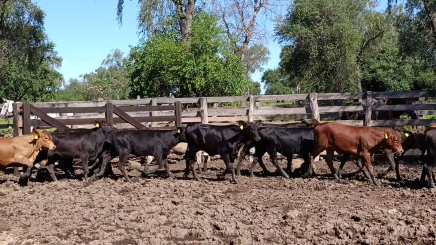 Lote 03 – N° insp. 5877