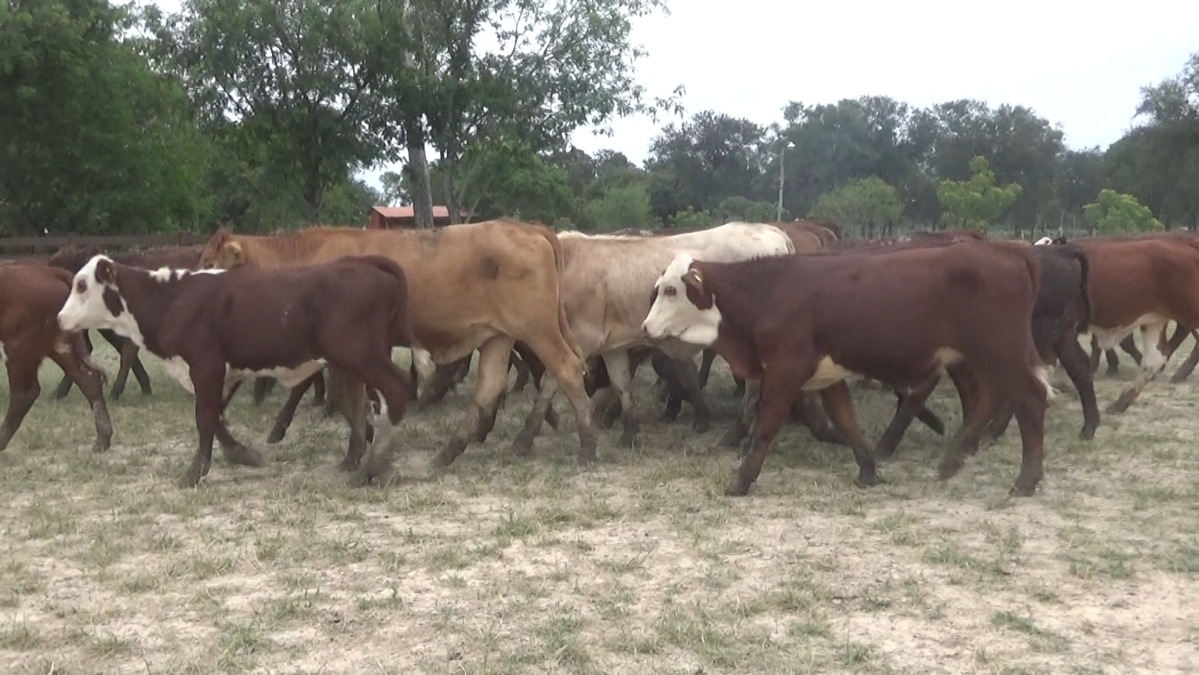 Feria 391 CEA & EVERDEM â lote 03.2