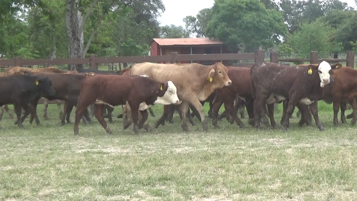 Feria 391 CEA & EVERDEM â lote 03.3