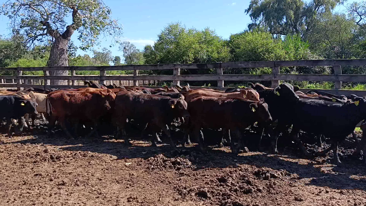 Feria Regional Central Chaco ─ lote 03.3