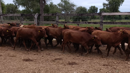 Lote 04 – NÂ° insp. 5882