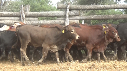 Lote 05 – N° insp. 6060
