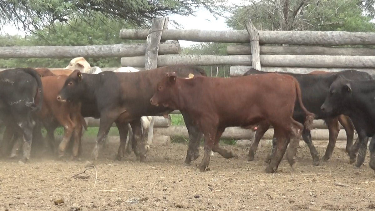 Feria Regional Central Chaco ─ lote 05.2