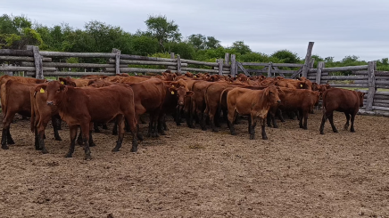 Lote 05 – NÂ° insp. 5885