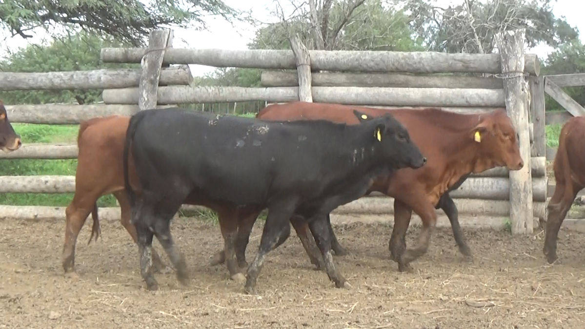 Feria Regional Central Chaco ─ lote 05.3