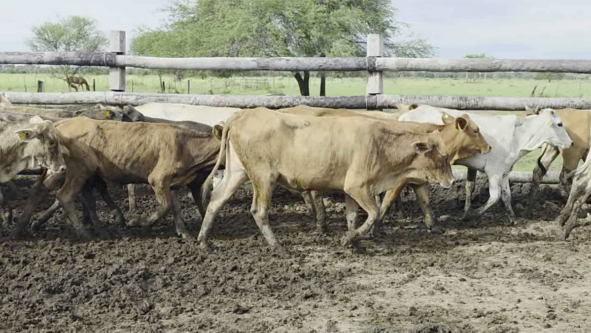 Feria Regional Central Chaco ─ lote Lote 06 – N° insp. 6155