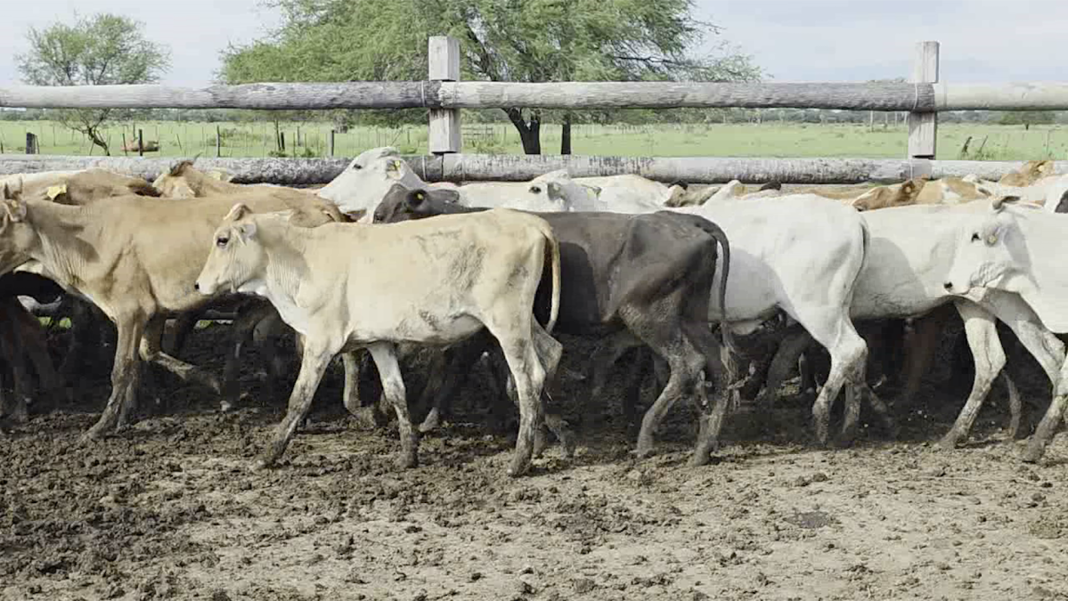 Feria Regional Central Chaco ─ lote 06.2