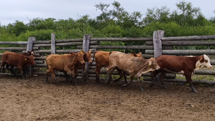 Lote 06 – NÂ° insp. 5886