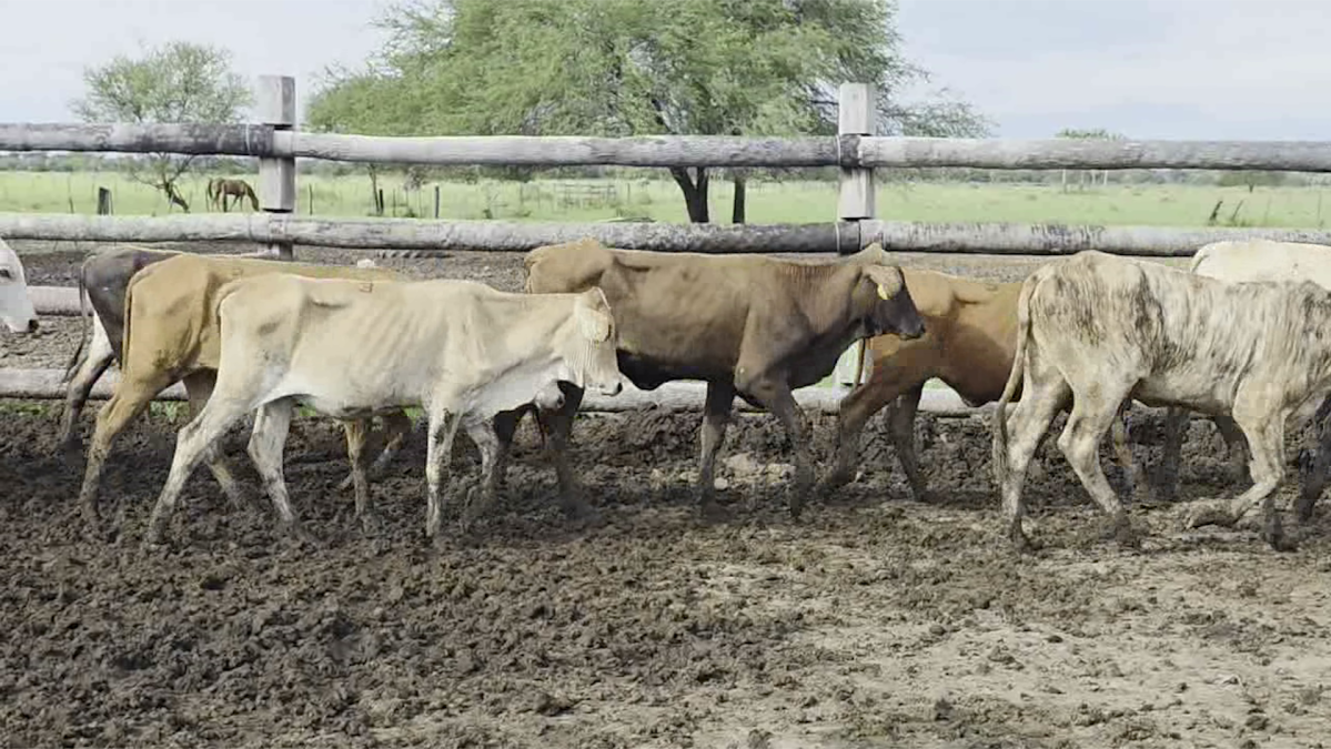 Feria Regional Central Chaco ─ lote 06.3