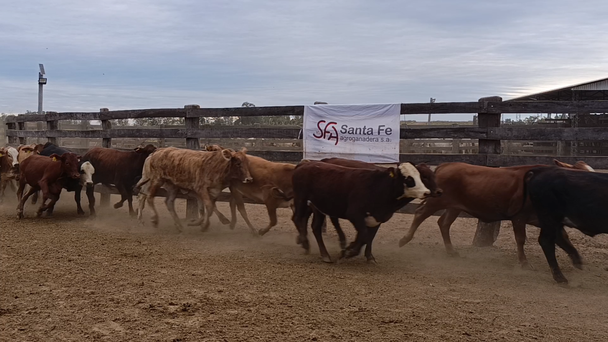 Feria 391 CEA & EVERDEM â lote 07.1