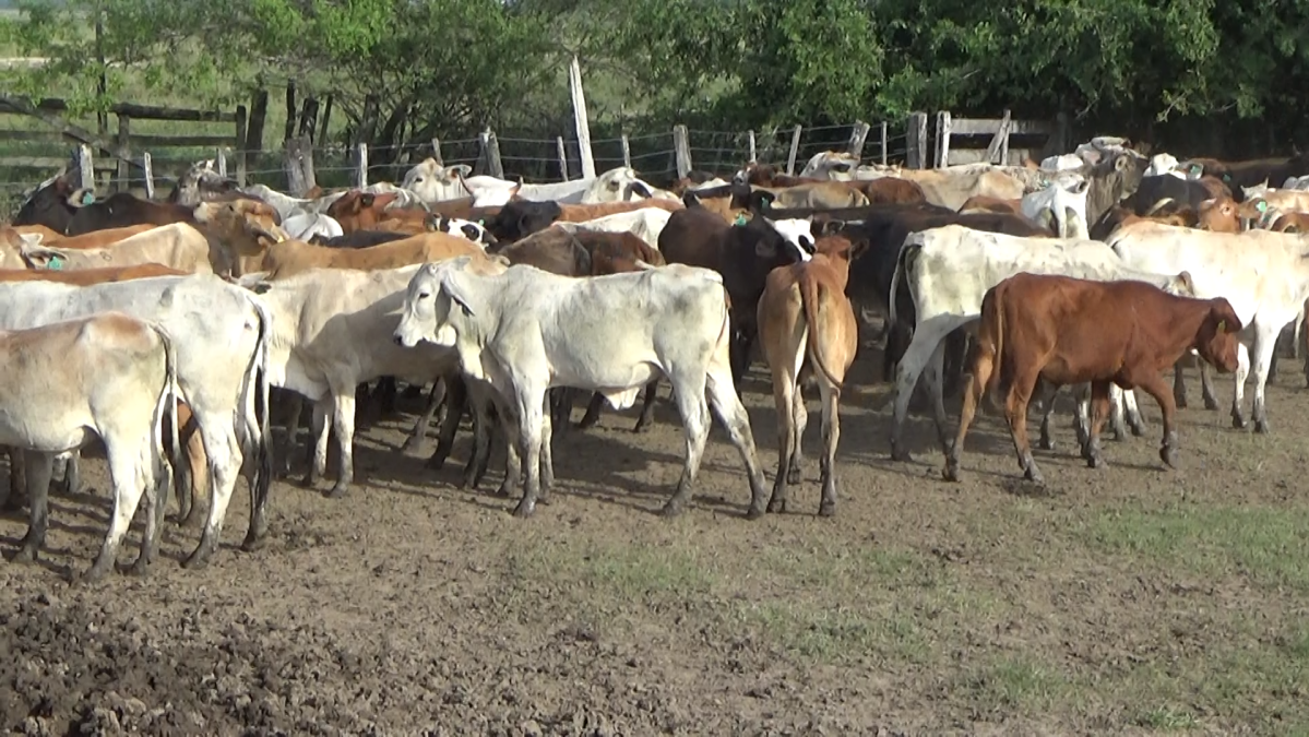 Feria Regional Central Chaco ─ lote Lote 07 – N° insp. 5997