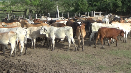 Lote 07 – N° insp. 5997