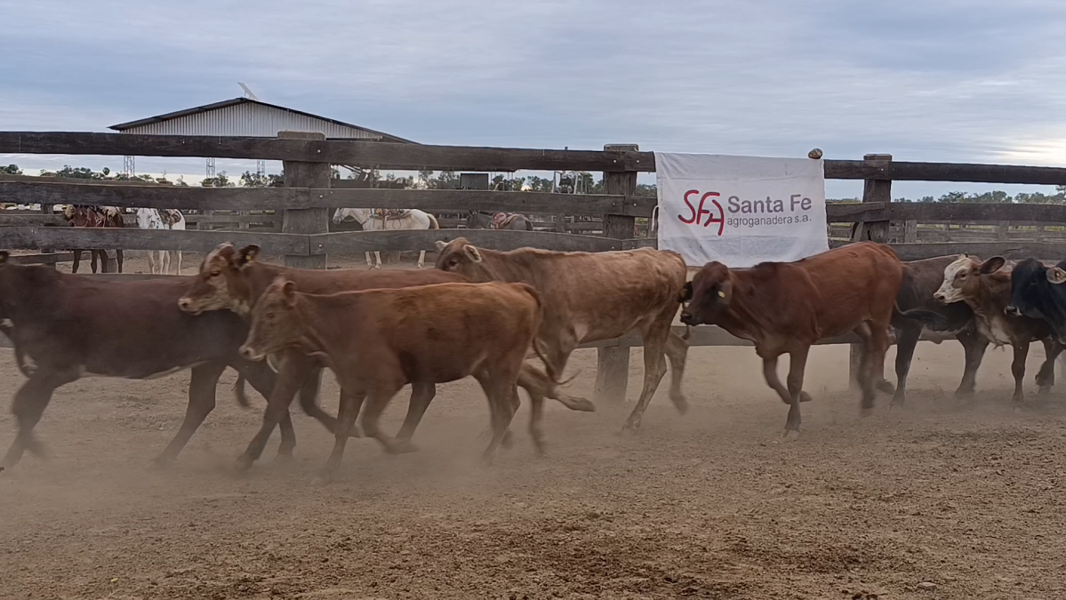 Feria 391 CEA & EVERDEM â lote 07.2