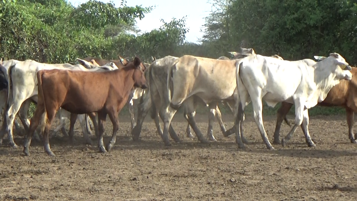 Feria Regional Central Chaco ─ lote 07.2