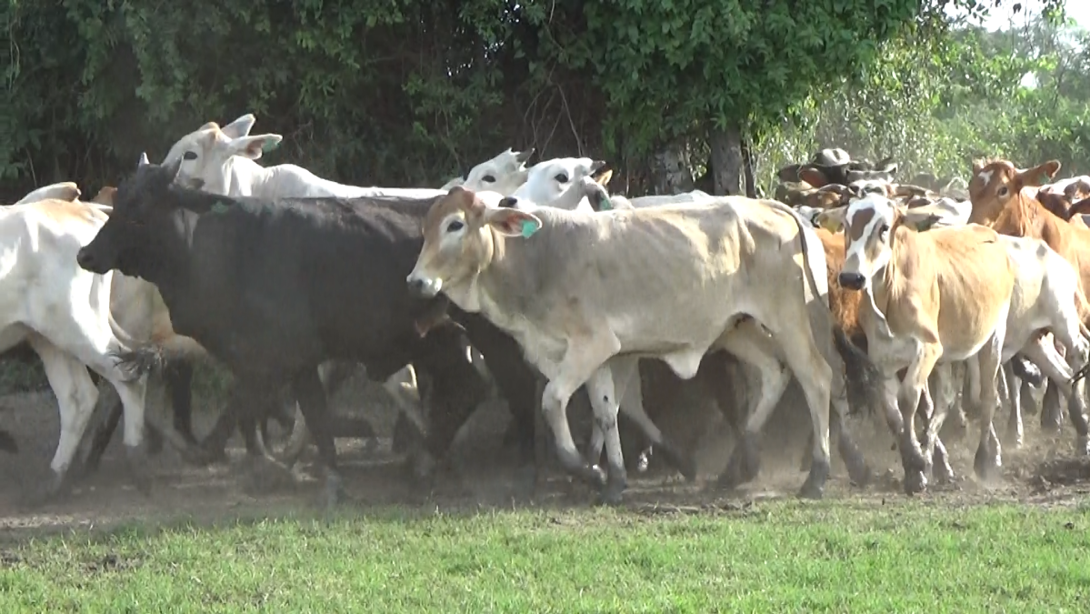 Feria Regional Central Chaco ─ lote 07.3
