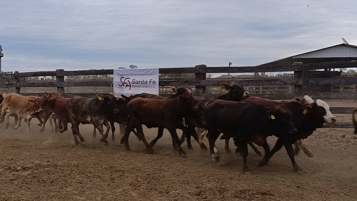 Feria 391 CEA & EVERDEM â lote Lote 07 – N° insp. 5888