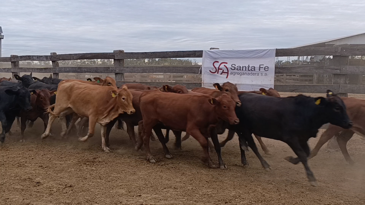 Feria 391 CEA & EVERDEM â lote 08.1