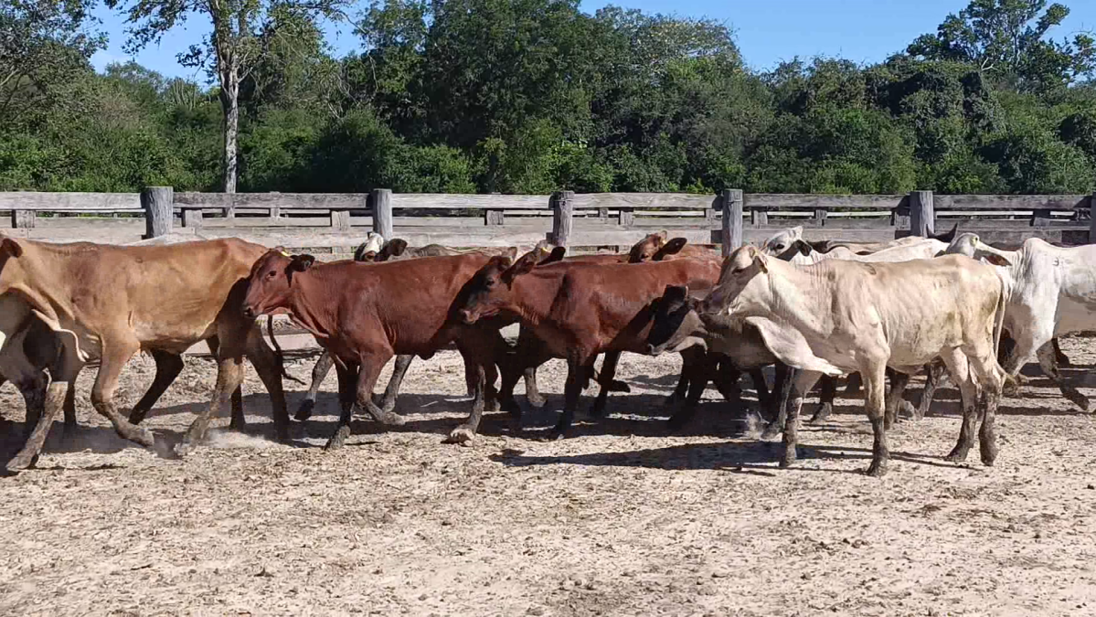Feria Regional Central Chaco ─ lote 08.1