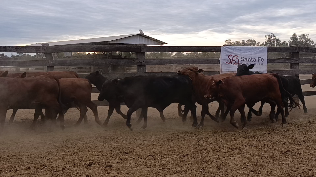 Feria 391 CEA & EVERDEM â lote 08.2