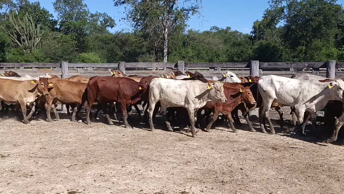 Feria Regional Central Chaco ─ lote Lote 08 – N° insp. 5875