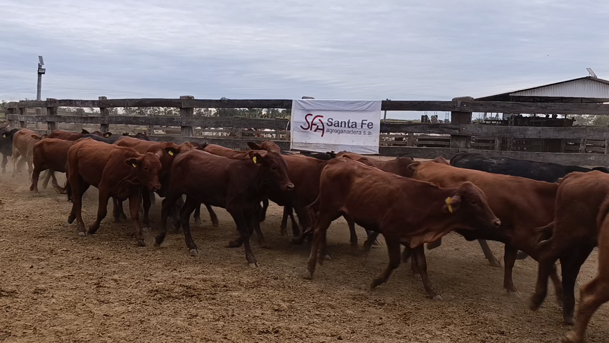 Feria 391 CEA & EVERDEM â lote Lote 08 – N° insp. 5887