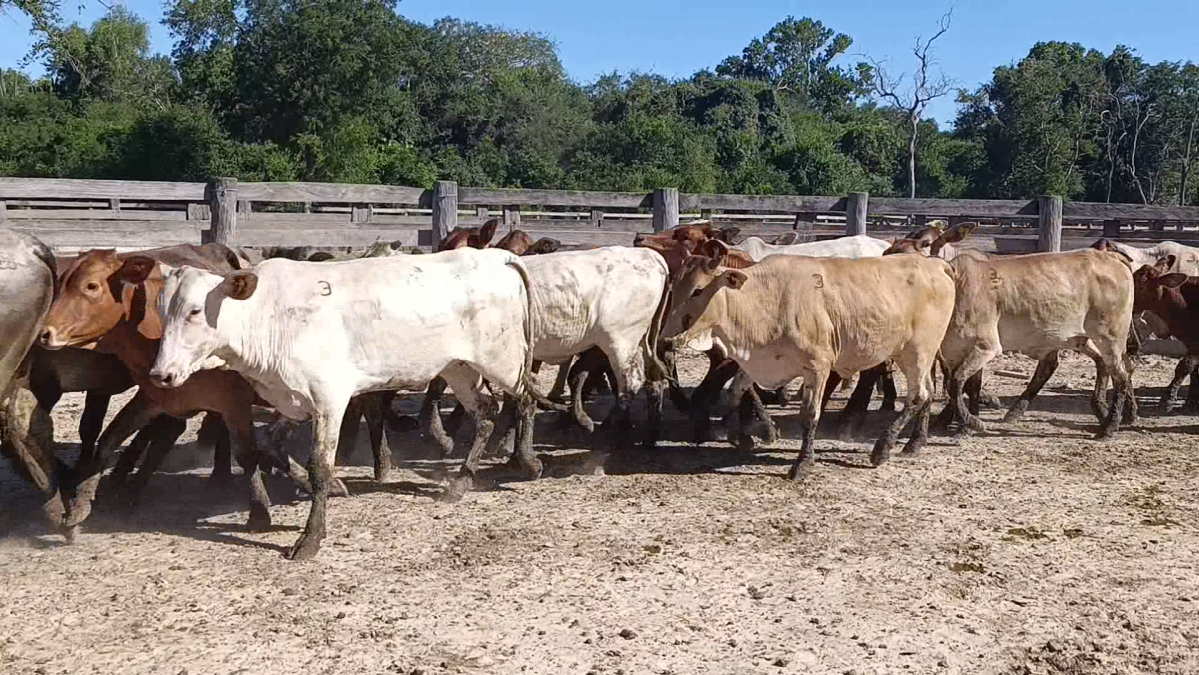 Feria Regional Central Chaco ─ lote 08.3