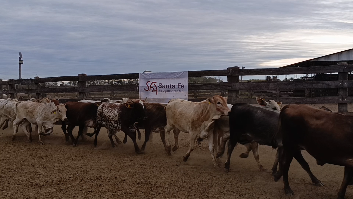 Feria 391 CEA & EVERDEM â lote Lote 09 – N° insp. 5889