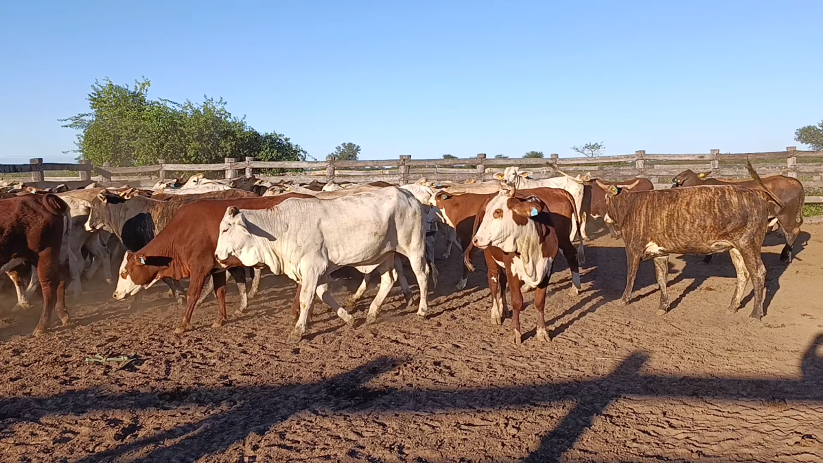 Feria Regional Central Chaco ─ lote Lote 09 – N° insp. 5881