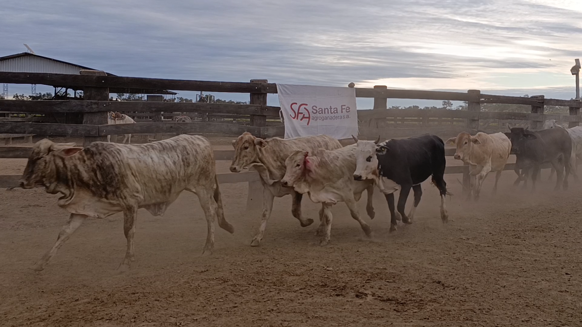 Feria 391 CEA & EVERDEM â lote 09.2