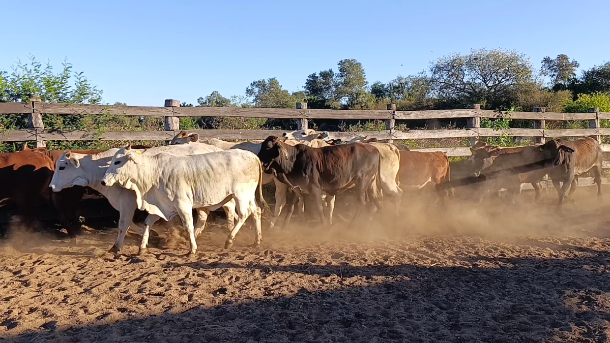 Feria Regional Central Chaco ─ lote 09.2