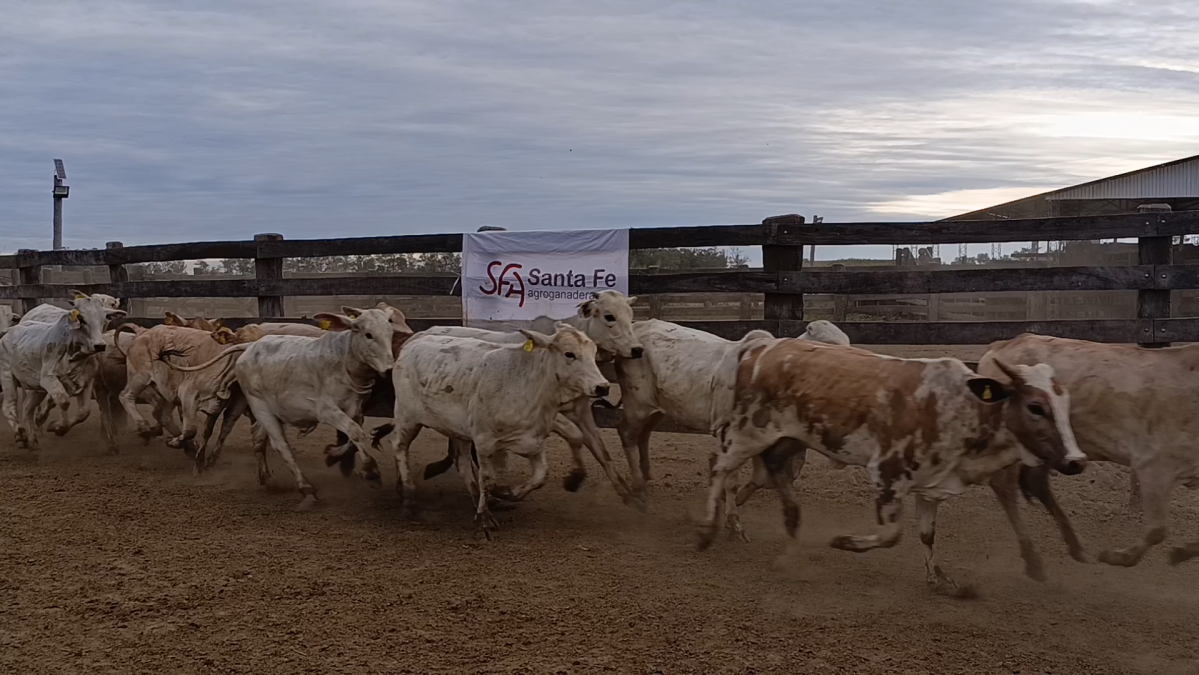 Feria 391 CEA & EVERDEM â lote 09.3