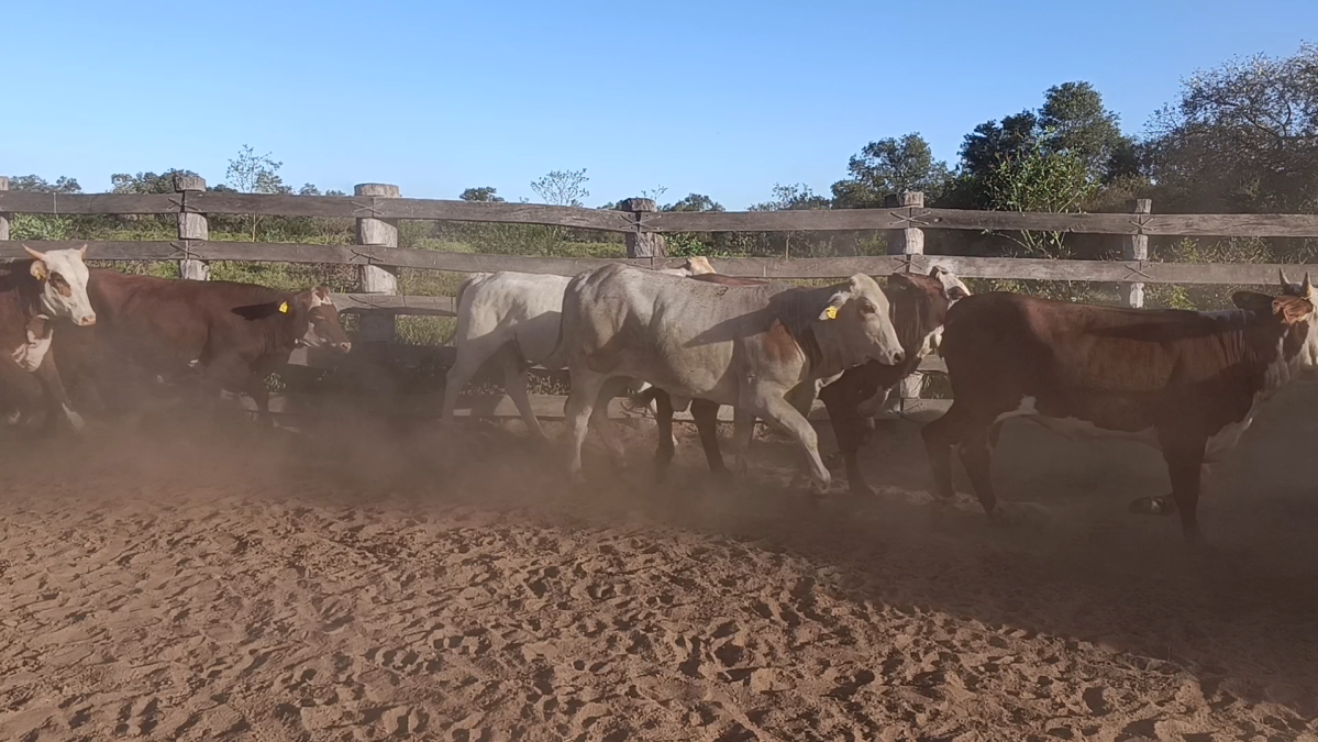 Feria Regional Central Chaco ─ lote 09.3