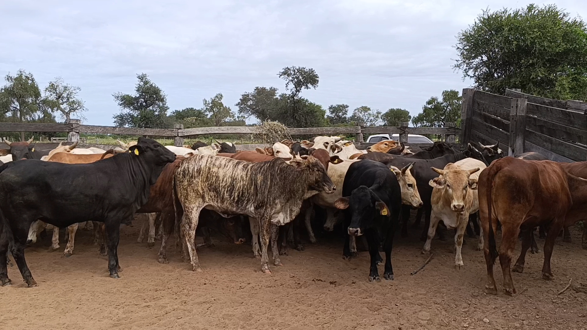 Feria Regional Central Chaco ─ lote Lote 10 – N° insp. 5880