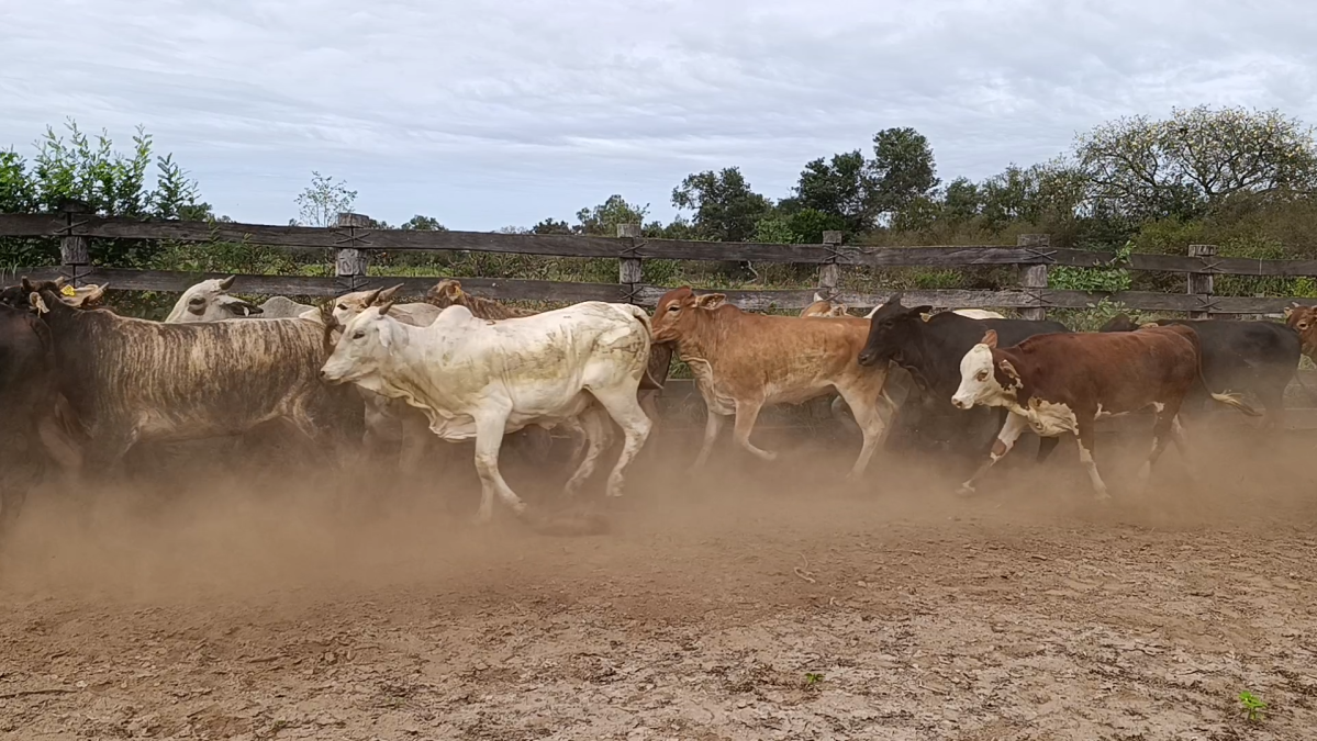 Feria Regional Central Chaco ─ lote 10.2