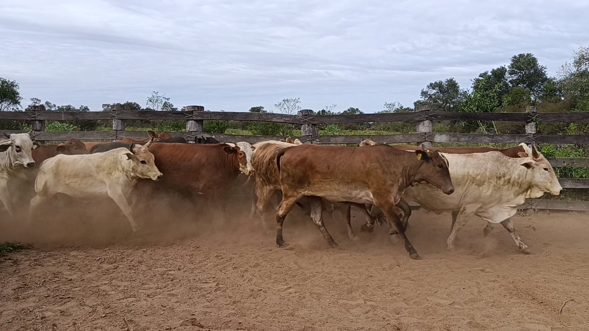 Feria Regional Central Chaco ─ lote 10.3