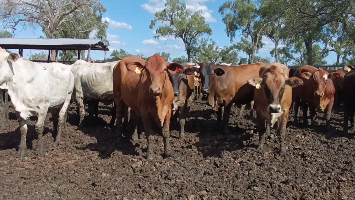 Feria Regional Central Chaco ─ lote Lote 11 – N° insp. 5878