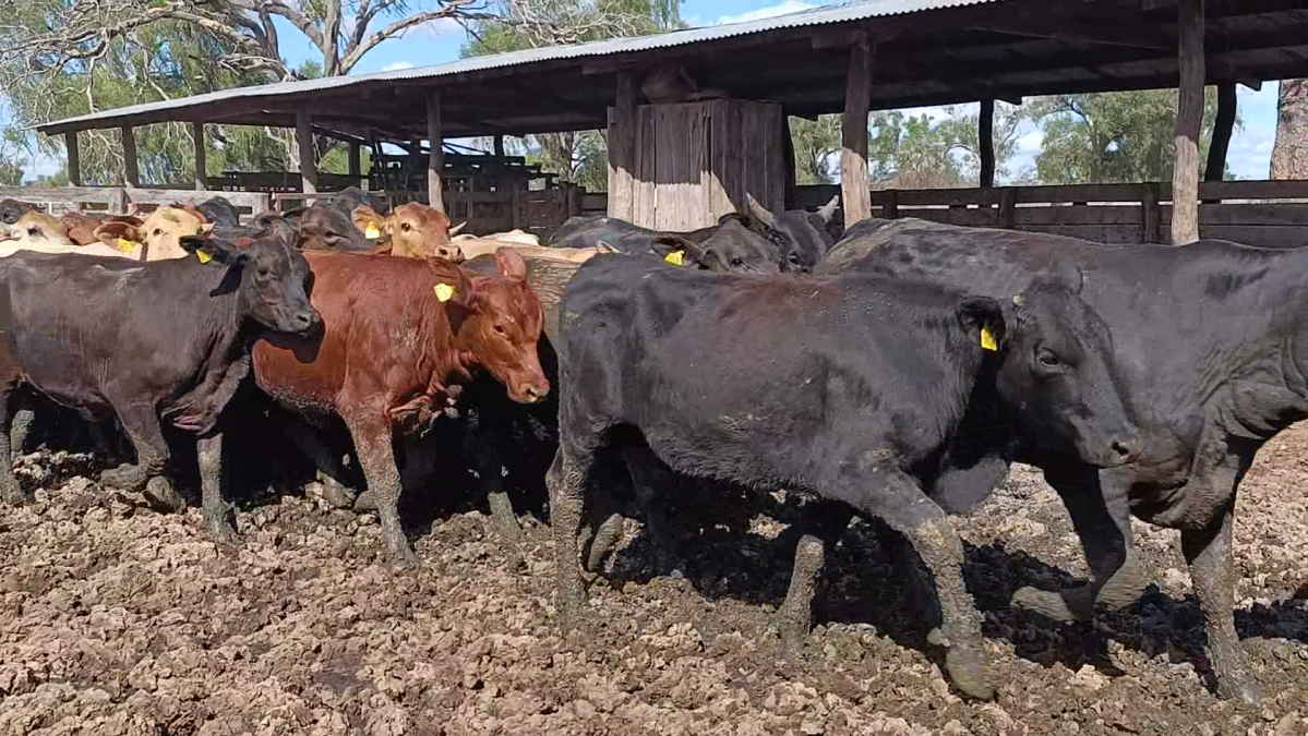 Feria Regional Central Chaco ─ lote 11.2