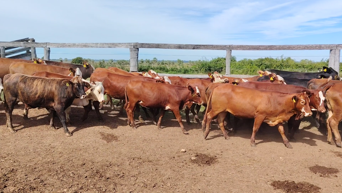 Feria 391 CEA & EVERDEM â lote 12.1