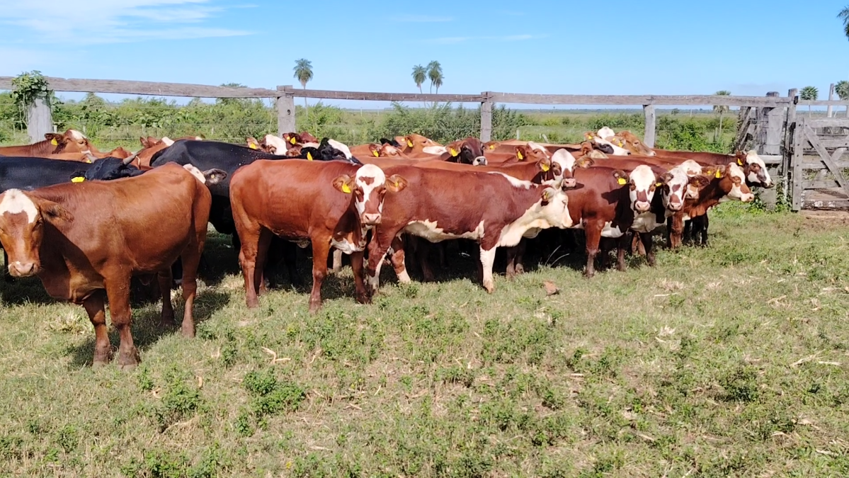 Feria 391 CEA & EVERDEM â lote 12.2