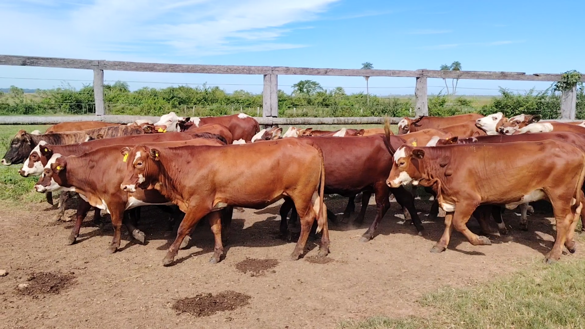 Feria 391 CEA & EVERDEM â lote Lote 12 – N° insp. 6000