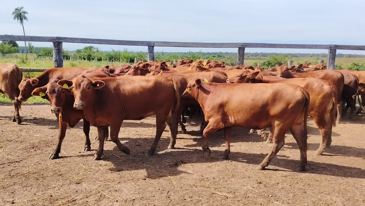 Feria 391 CEA & EVERDEM â lote 13.1