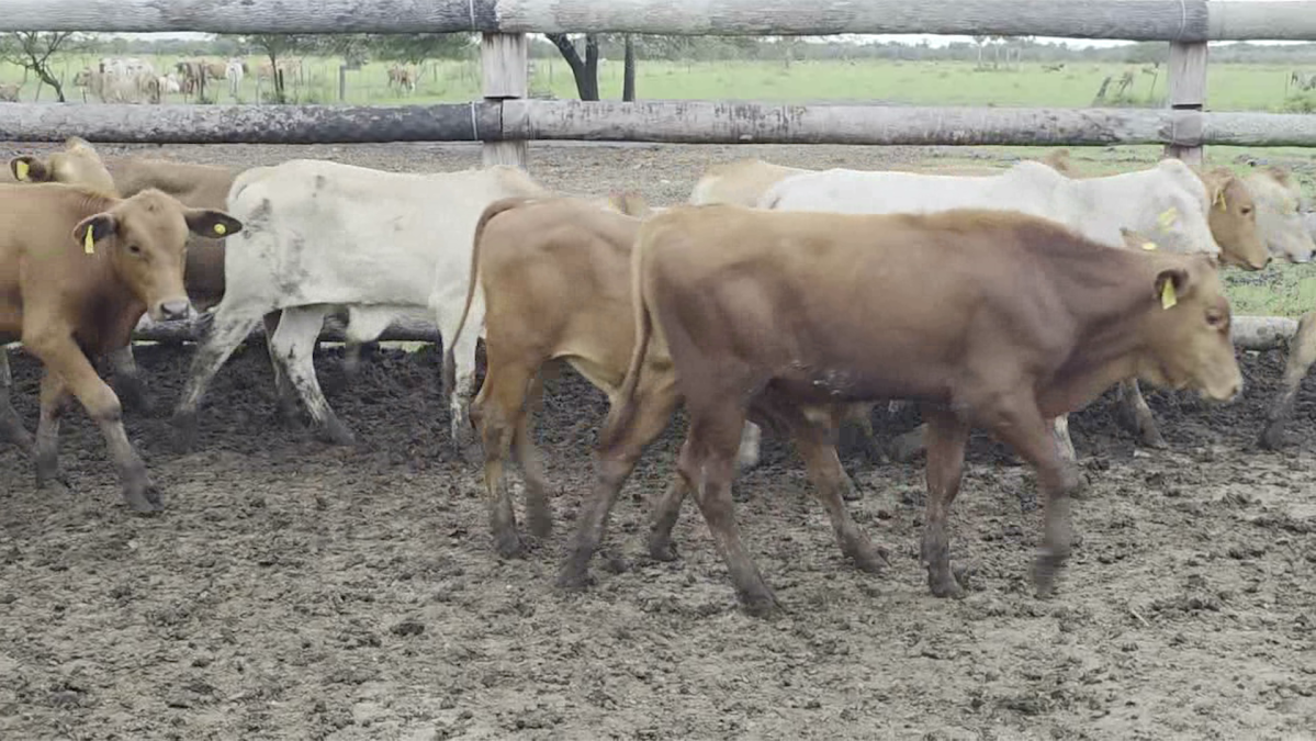 Feria Regional Central Chaco ─ lote Lote 13 – N° insp. 6157
