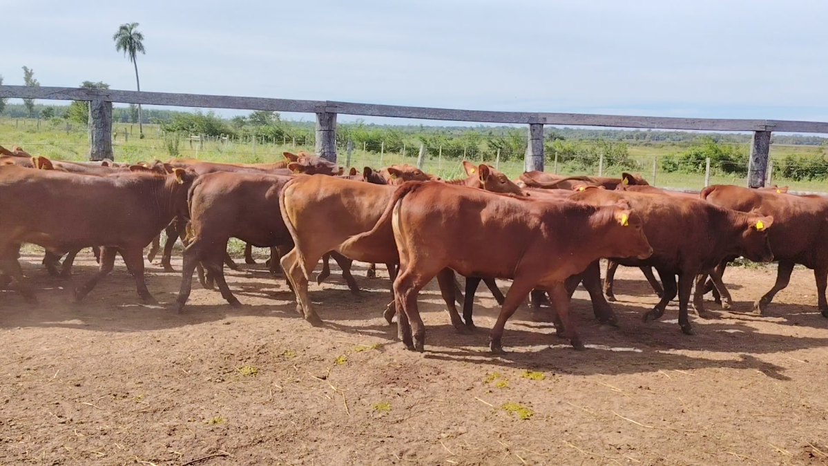 Feria 391 CEA & EVERDEM â lote 13.2