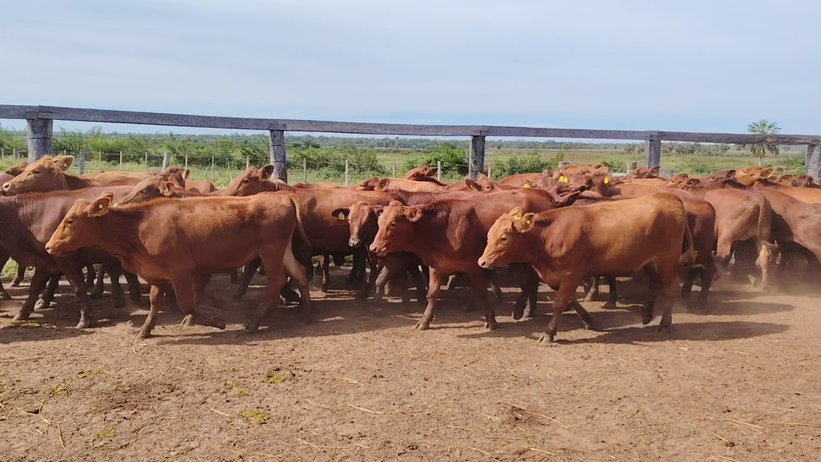Feria 391 CEA & EVERDEM â lote Lote 13 – N° insp. 5999