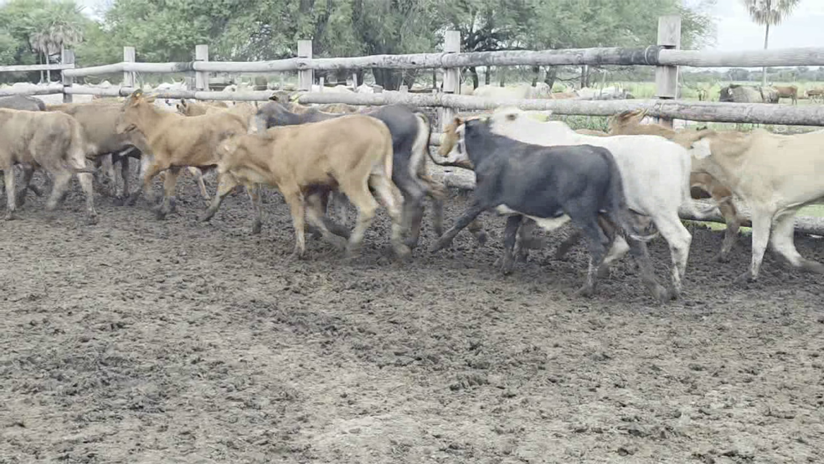 Feria Regional Central Chaco ─ lote 13.3