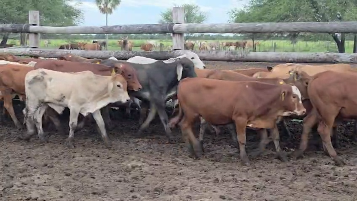 Feria Regional Central Chaco ─ lote 14.1